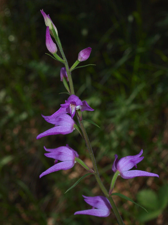 Preziosit 1: Cephalanthera rubra, ma.... bianca